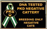 Gemkin Persians are a PKD negative cattery