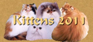 Kittens 2011