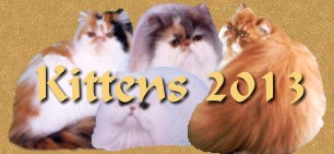 Kittens 2013